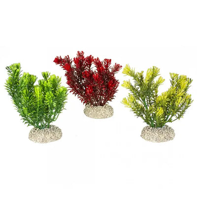 PLANT CANADENSIS S - height 13CM mixed colors