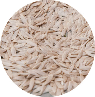 Σπόροι Μαρούλι-Lettuce seed