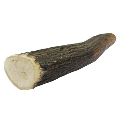 Κέρατο Ελαφιού Antler Dental medium