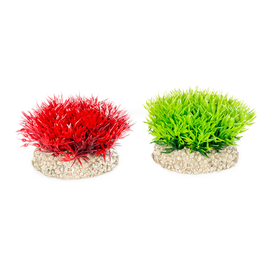PLANT CRYSTALWORT MOSS S - height 5CM mixed colors