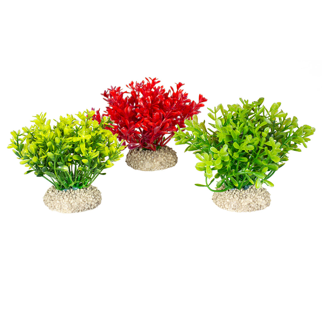PLANT GLOSSO S - height 9CM mixed colors