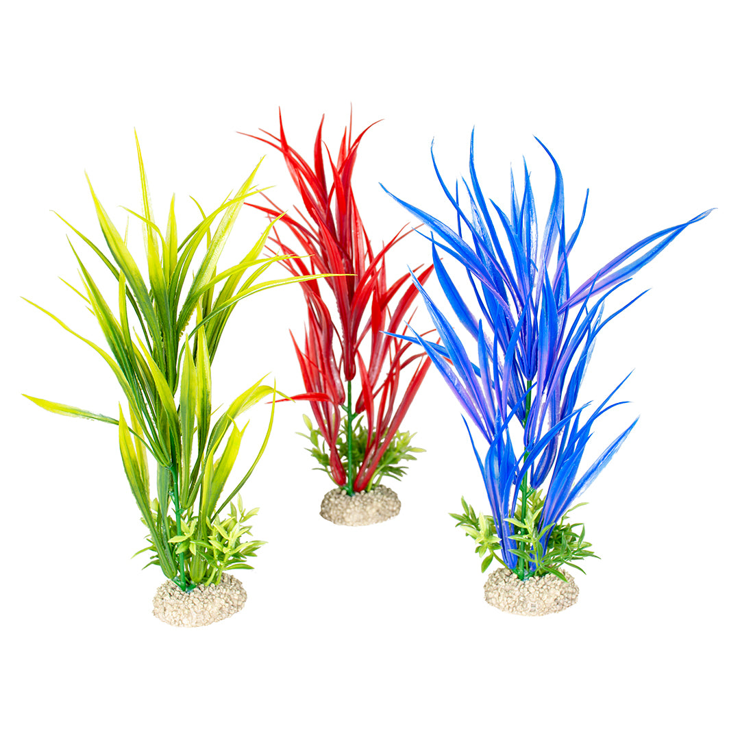 PLANT AMAZON SWORD M - height 30CM mixed colors