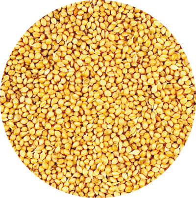 Panicum