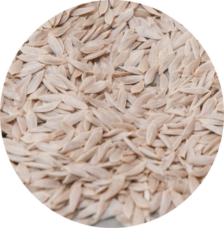 Σπόροι Μαρούλι-Lettuce seed