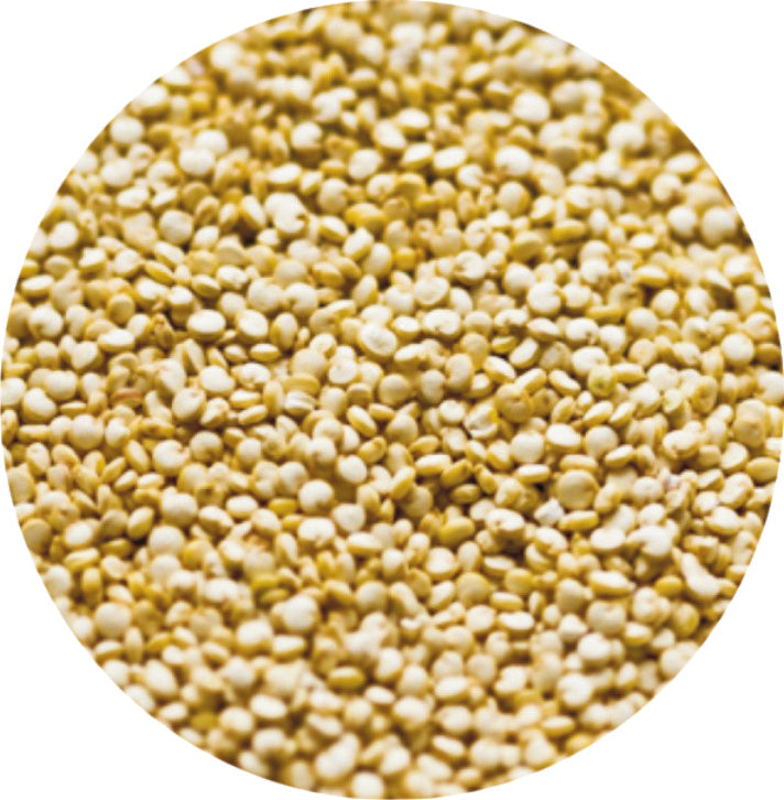 Σπόροι Κινόα - Quinoa seed