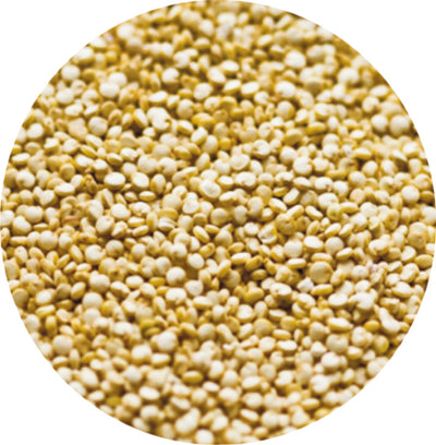 Σπόροι Κινόα - Quinoa seed