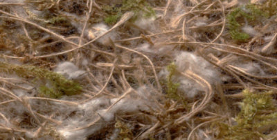 Jute-Cotton-Moss 500g Sisal Fibre