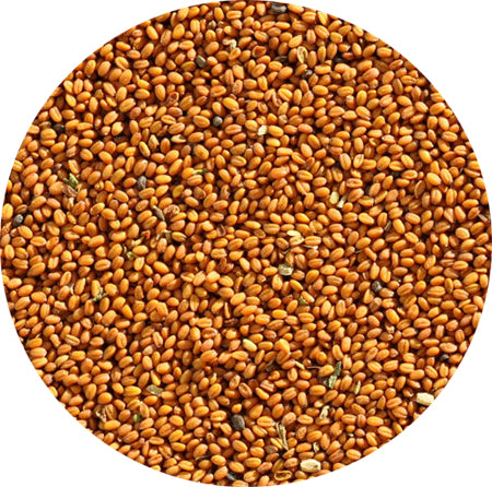 Σπόροι Καμελίνα - Gold of pleasure seed