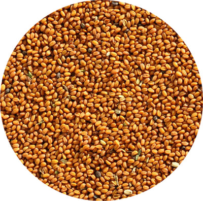 Σπόροι Καμελίνα - Gold of pleasure seed