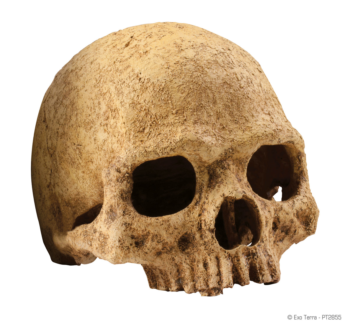 EX Terrarium Decor Human Skull