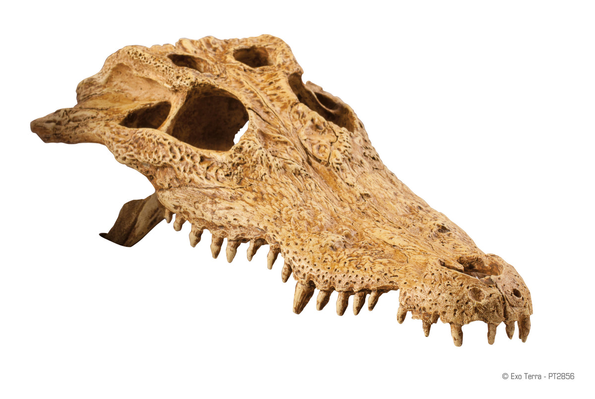 EX Terrarium Decor Crocodile Skull
