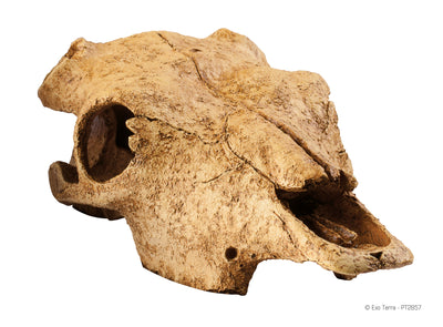 EX Terrarium Decor Cattle Skull