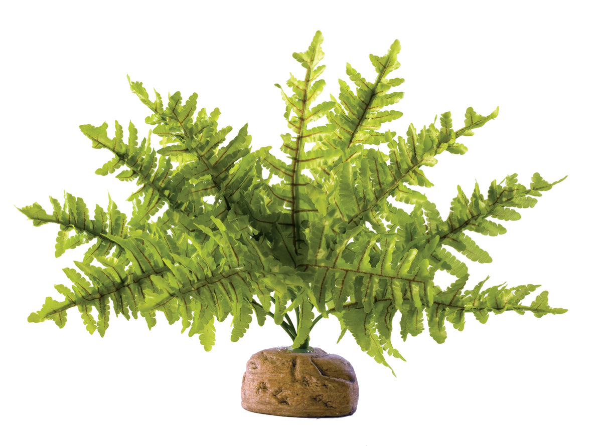 Exo Terra Boston Fern, Small